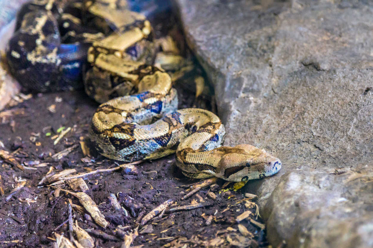The Boa Constrictor is a large snake that can reach lengths of 3–13 feet. The snake mainly evolved from South America and is widely used as pets.