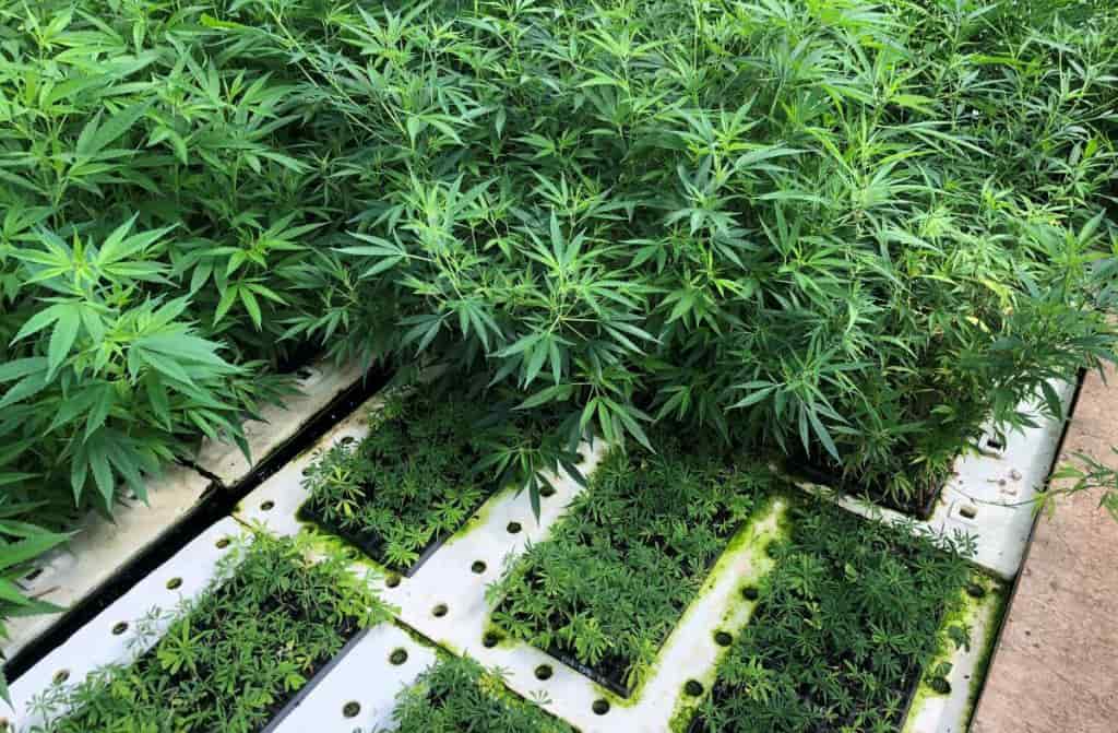 DLCA Announces Territory-Wide Town Hall Meetings on the Department’s Role in the Hemp and CBD Industry