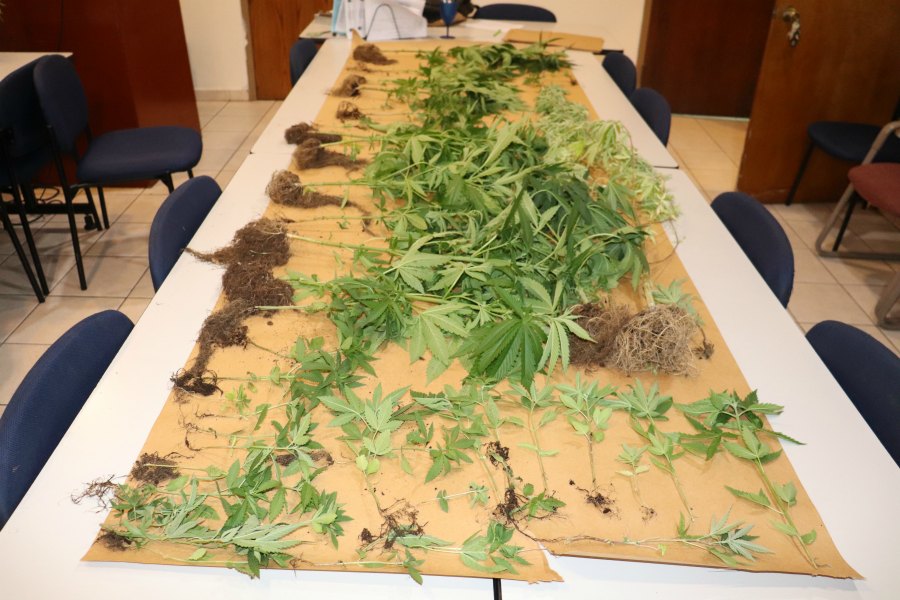 A portion of the marijuana plants confiscated from a location in Hospital Ground.