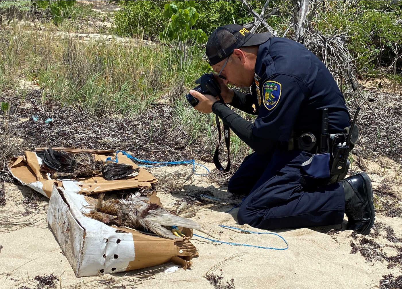 VIPD Animal Cruelty Investigator Daniel Rodriguez photographs chickens found dead at the Sandy Point National Wildlife Refuge in Frederiksted.