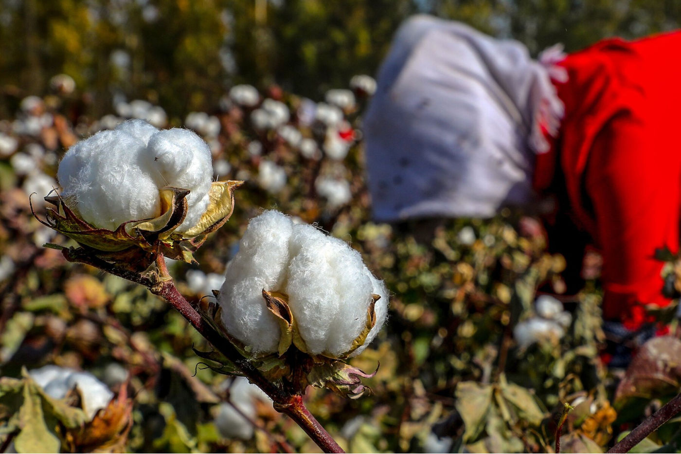 Farmers picking cotton in China’s Xinjiang region.