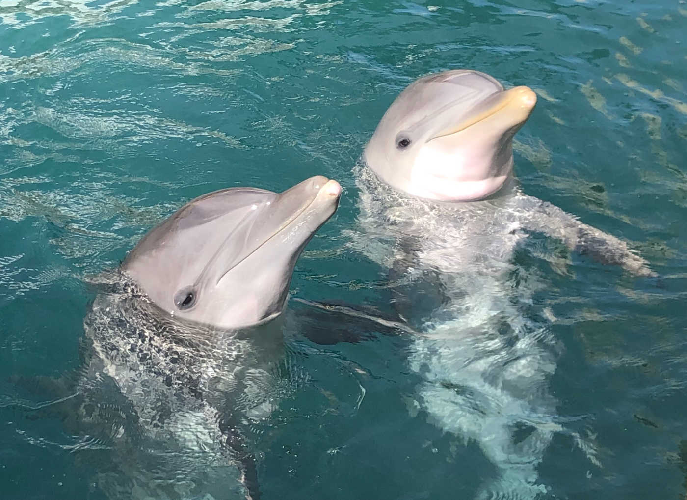 Cavello and Nola belong to the Chicago Zoological Society/Brookfield Zoo, according to Coral World.
