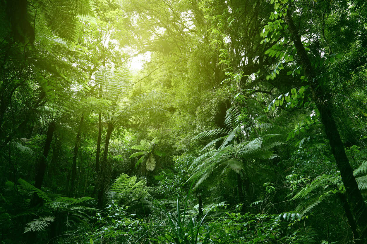 First National Woodland Survey of Virgin Islands Announced; Local Landowners With Forest, Wooded Land and Bush to Receive Survey Documents in Coming Months