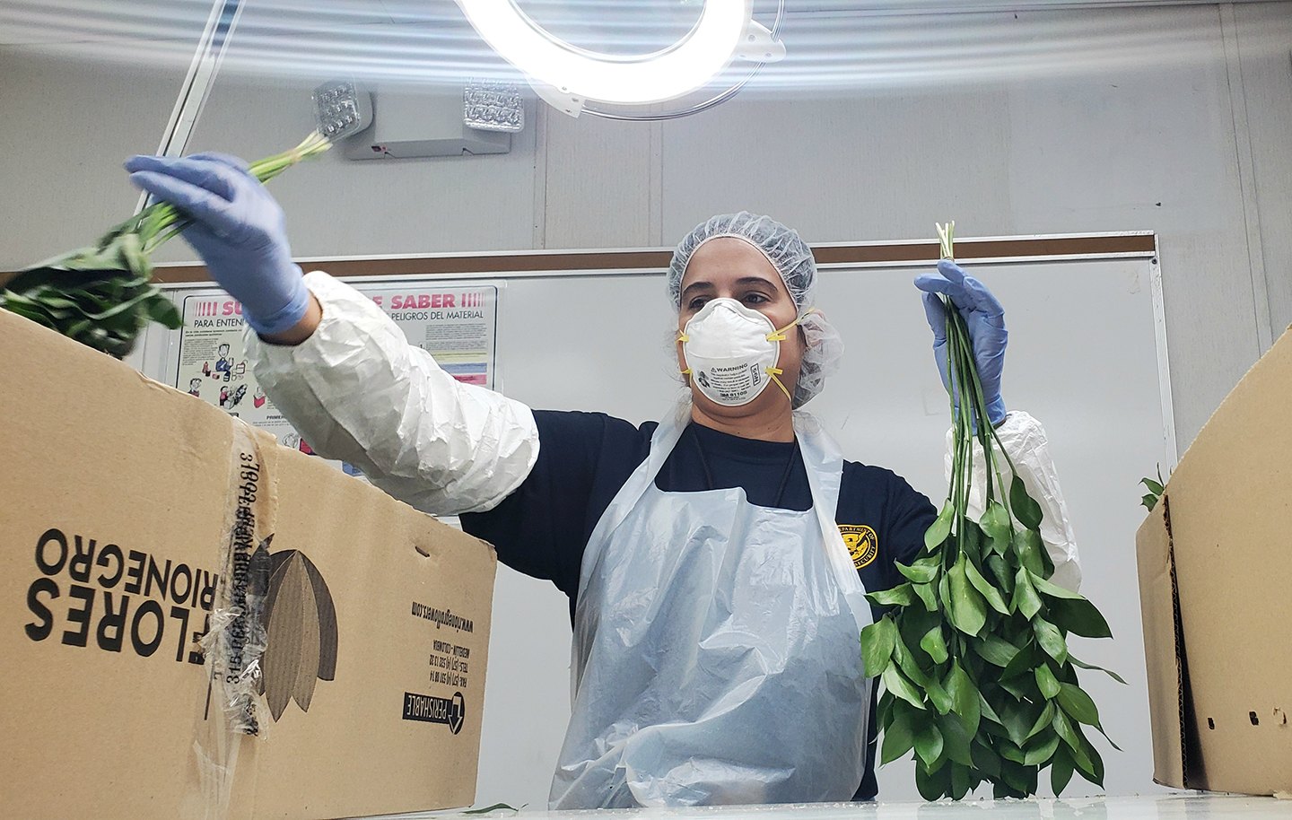 Custom and Border Protection Inspects Cut Flowers Inside First Ghost Flight to San Juan, Puerto Rico