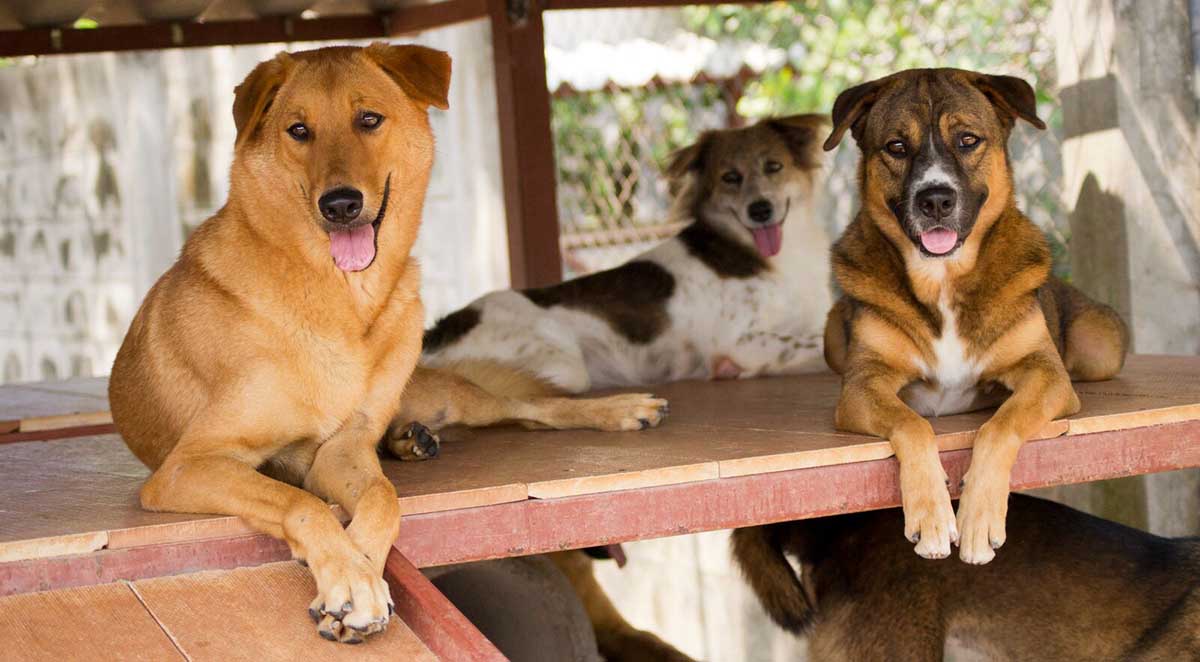 The Humane Society of St. Thomas Introduces Temporary Protective Measures During Coronavirus Pandemic