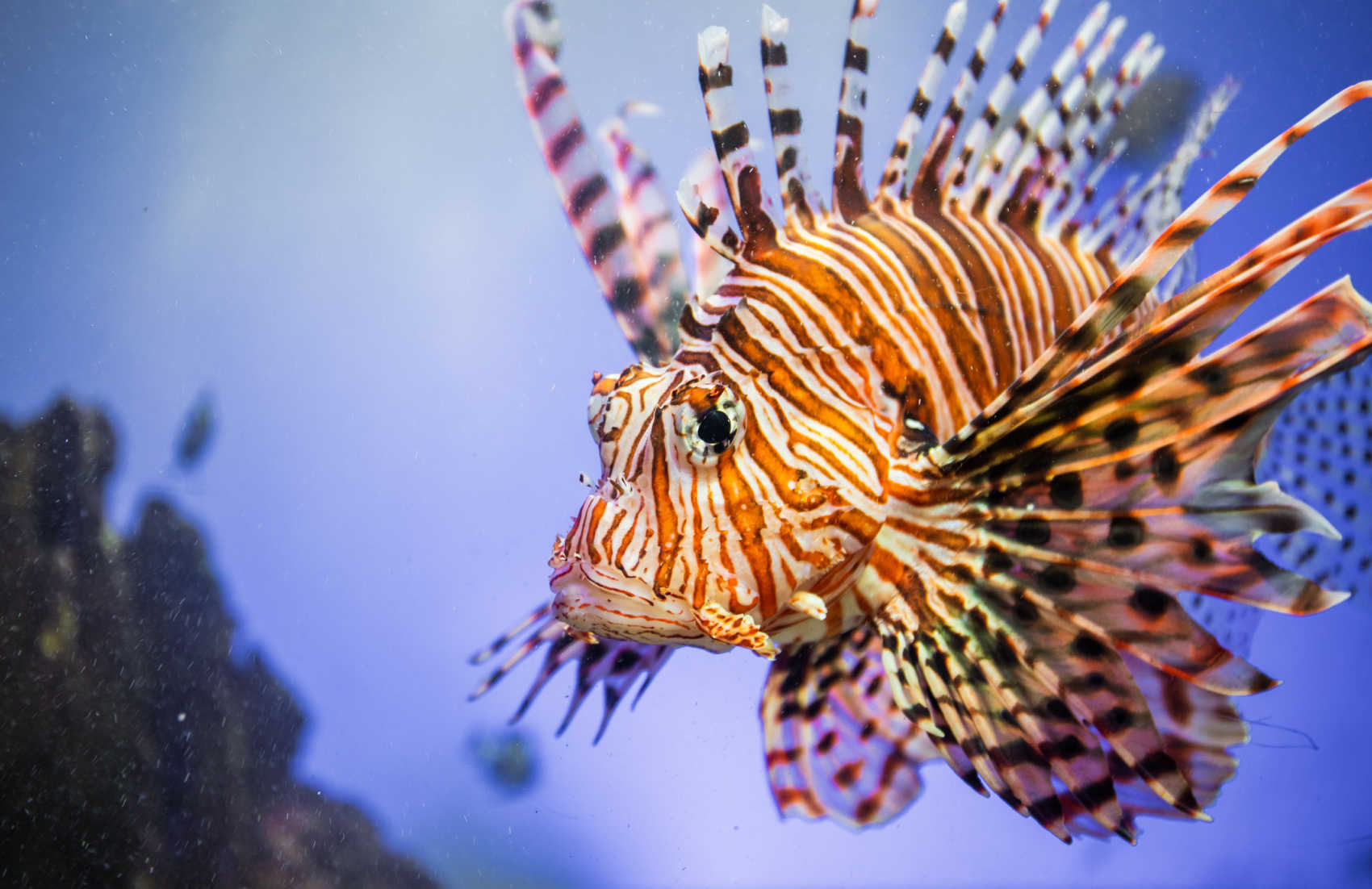 DPNR Launches Annual Lionfish Derby in Bid to Protect Local Ecosystem