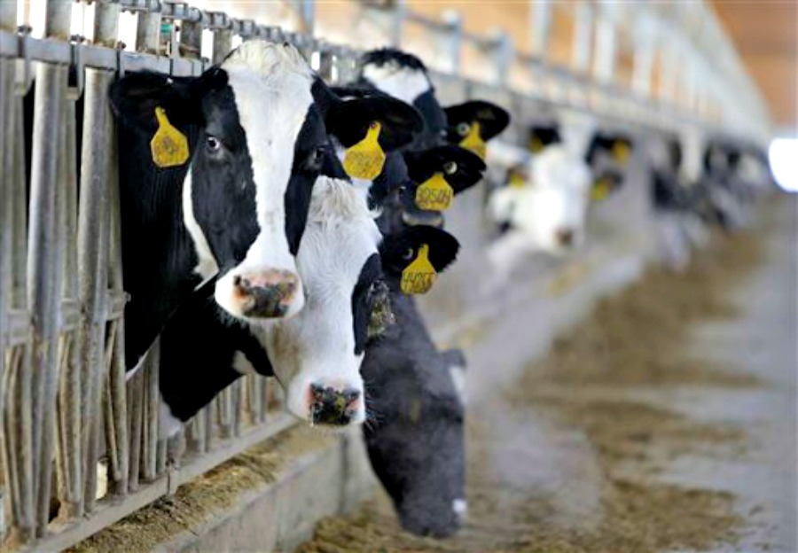 The Cow Has No More Milk