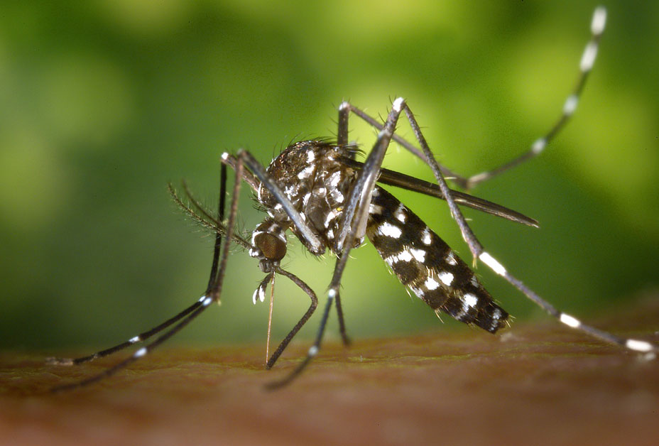 St. Croix Mosquito Project Discontinued as Planned; Health Officials Say