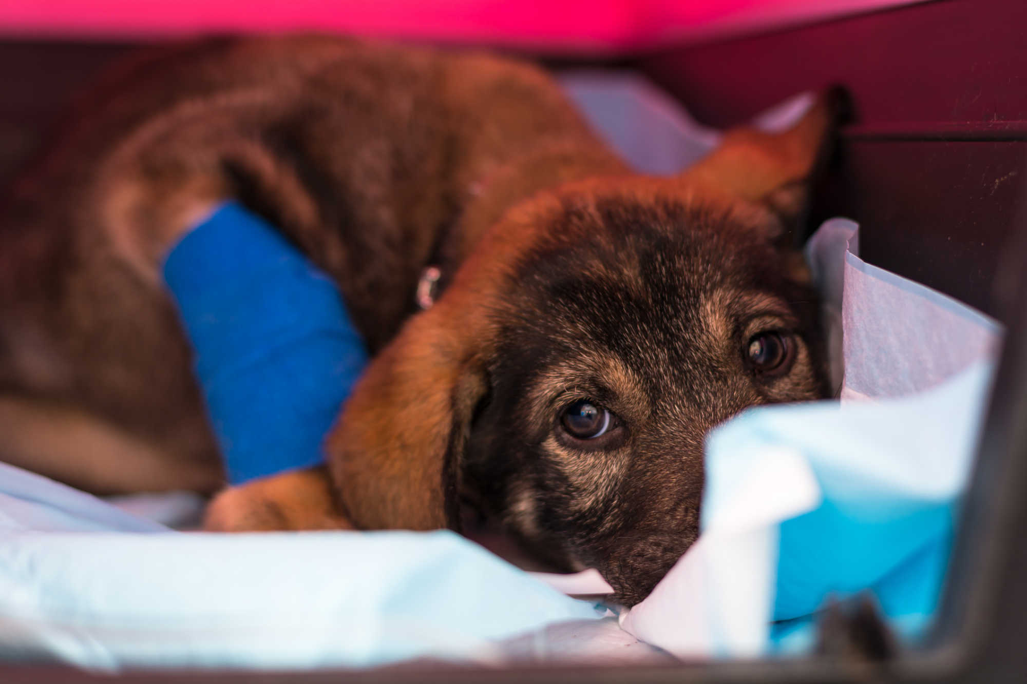 Deadly Parvovirus Cases Increasing in Puppies on St. Croix; Animal Welfare Center Urging Vaccination of Pets