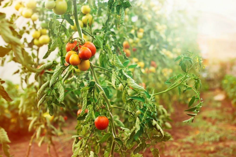 CBP to begin Inspections for Tomato Brown Rugose Fruit Virus