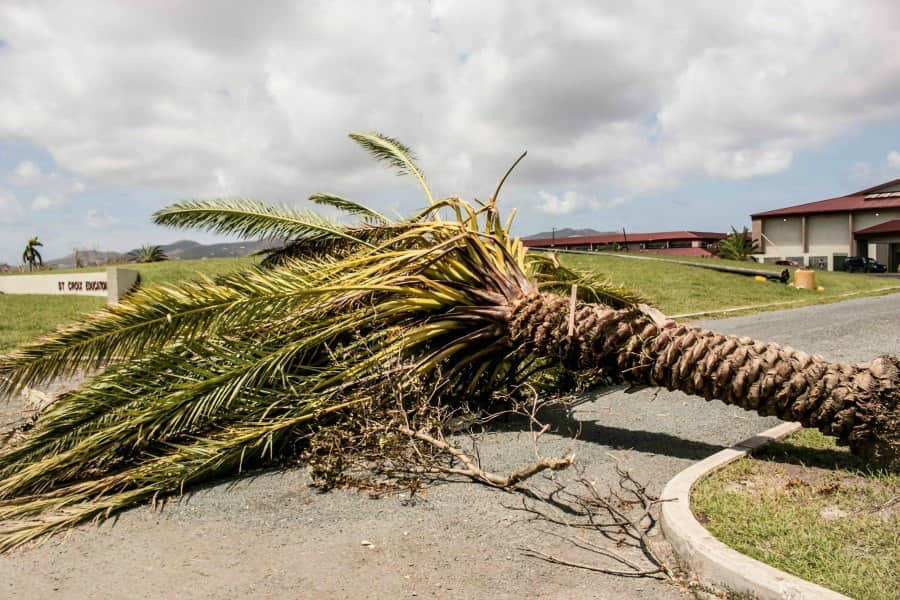 A fallen tree on the grounds of the St. Croix Educational Complex High School following Hurricane Maria
