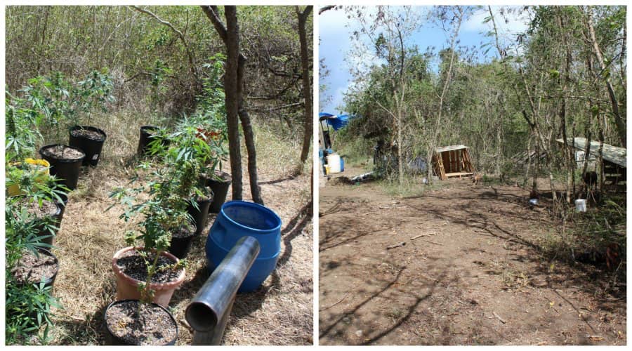 Police Discover Marijuana Cultivation Site on Dept. of Agriculture Land; 6 Malnourished Dogs Found on Site