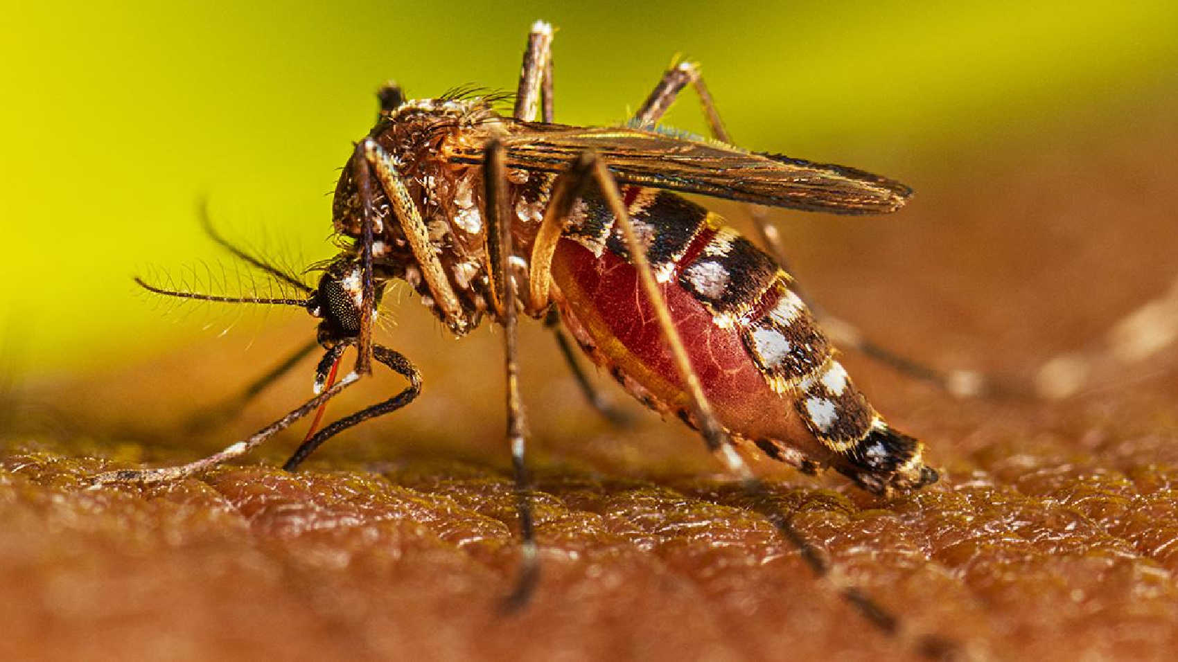 A female Aedes aegypti mosquito, which transmits dengue. A new CDC report documents 263 confirmed cases, one death and testing delays of up to two months during the 2024–2025 USVI outbreak.