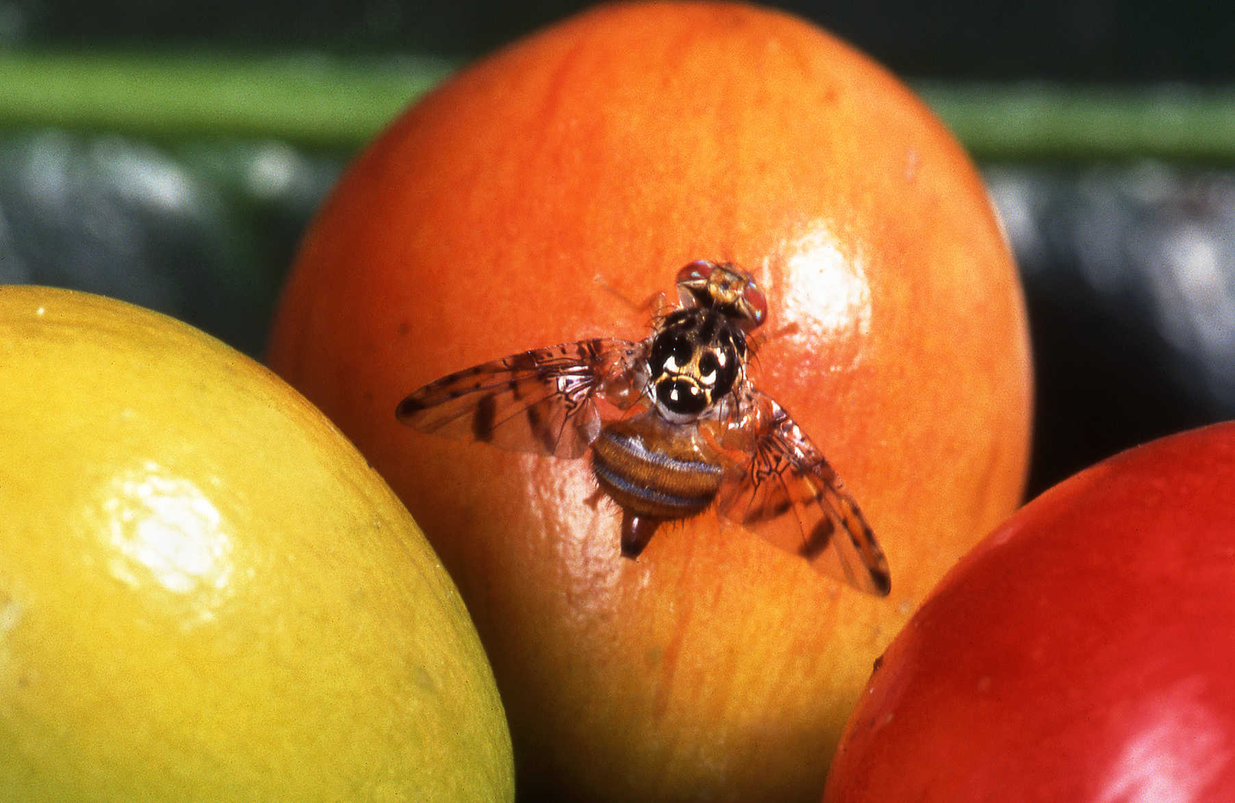 A female Mediterranean fruit fly rests on a coffee fruit in a USDA image. St. Croix is under an islandwide quarantine after officials detected the invasive pest in multiple areas of the island.