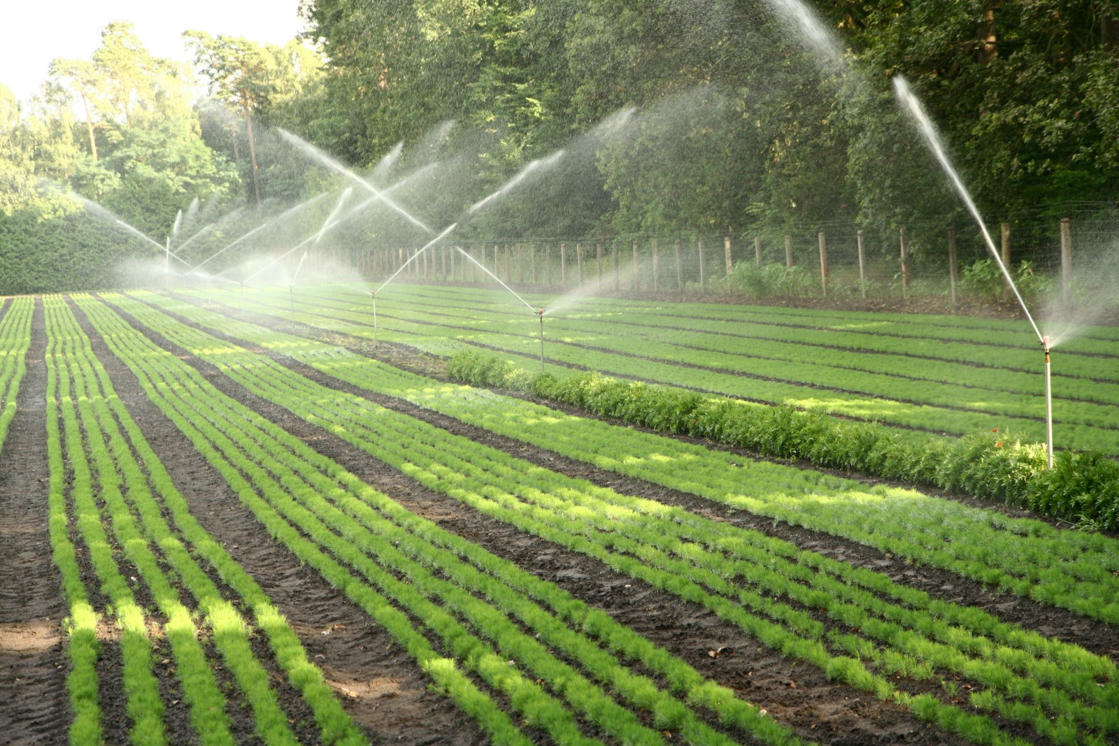 Department Of Agriculture Said To Be Improving Irrigation System At Community Gardens On St. Croix
