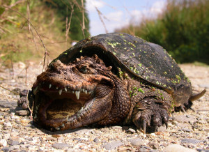 The alligator snapper employs a unique natural lure in its hunting technique. Its tongue sports a bright-red, worm-shaped piece of flesh that, when displayed by a motionless turtle on a river bottom, draws curious fish or frogs close enough to be snatched.