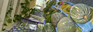 Produce on display at Sejah Farm
