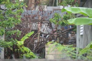 Behind the downed, rotten tree and wire fence, the burnt house where the two homicide victims were killed.