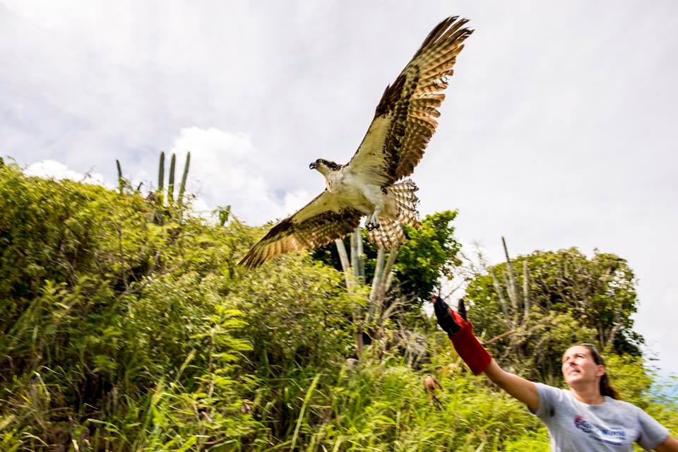 Coral World Rescues, Nurtures And Releases Fish Eagle (Osprey) Back Into Wild