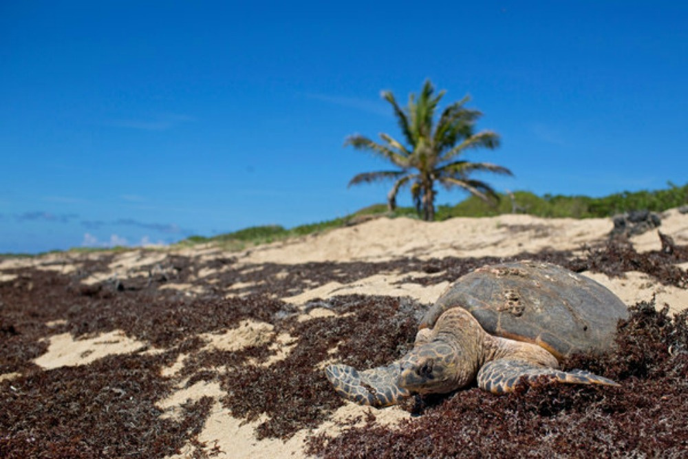 On A Trip To St. Croix, Room For Man And Nature