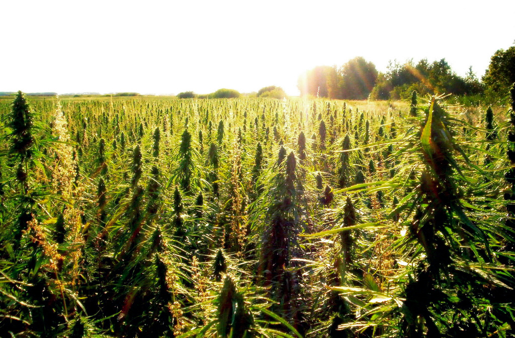 Rules And Judiciary Committee To Consider Hemp Bill On Monday
