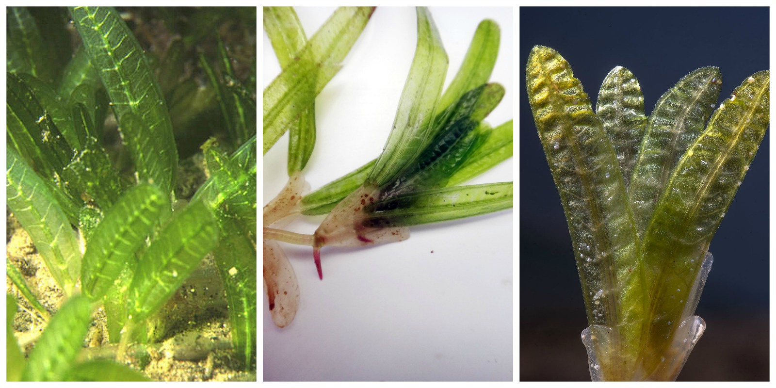 UVI Researchers Seek Public's Help To Stop Invasive Sea Grass In VI Waters