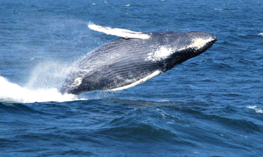 New ‘Sister Sanctuary’ Agreement Protects Whales From New England To The Caribbean