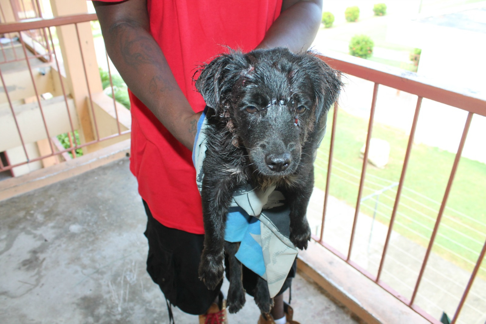 Police Investigating Case Of Animal Cruelty In Aureo Diaz Housing Community
