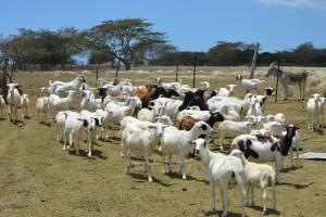 Goats and Sheep on Sejah Farm