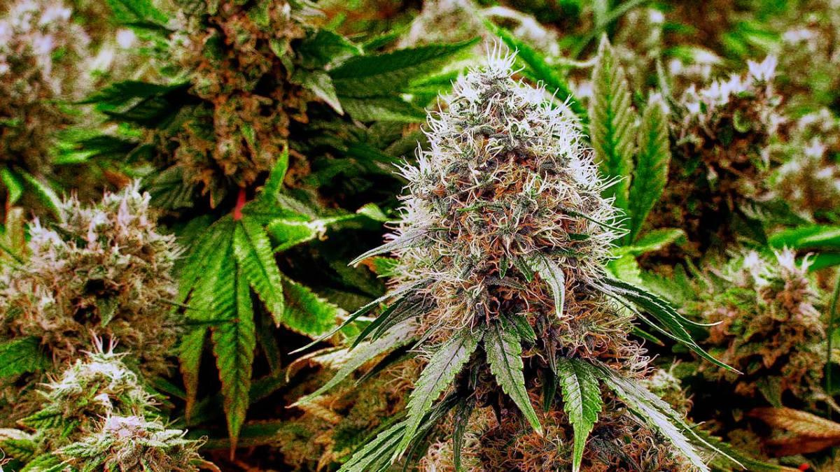 Man Facing 5 Years in Federal Prison For Conspiracy To Possess Marijuana With Intent To Distribute
