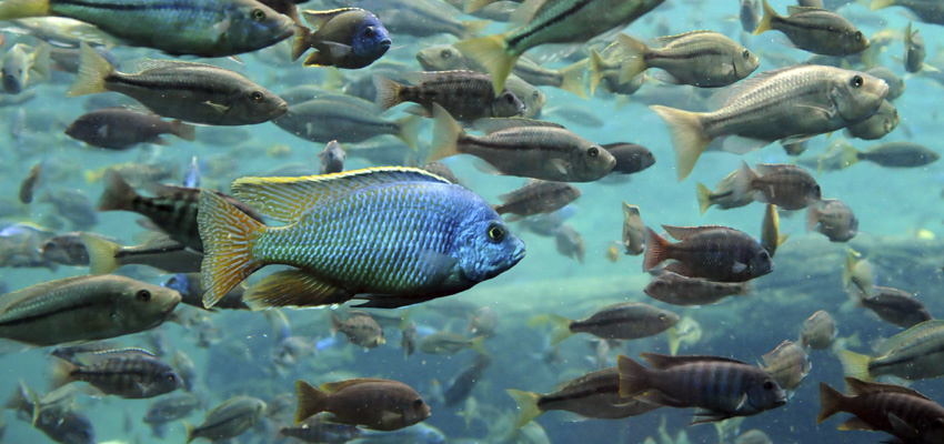 Bass and tilapia underwater