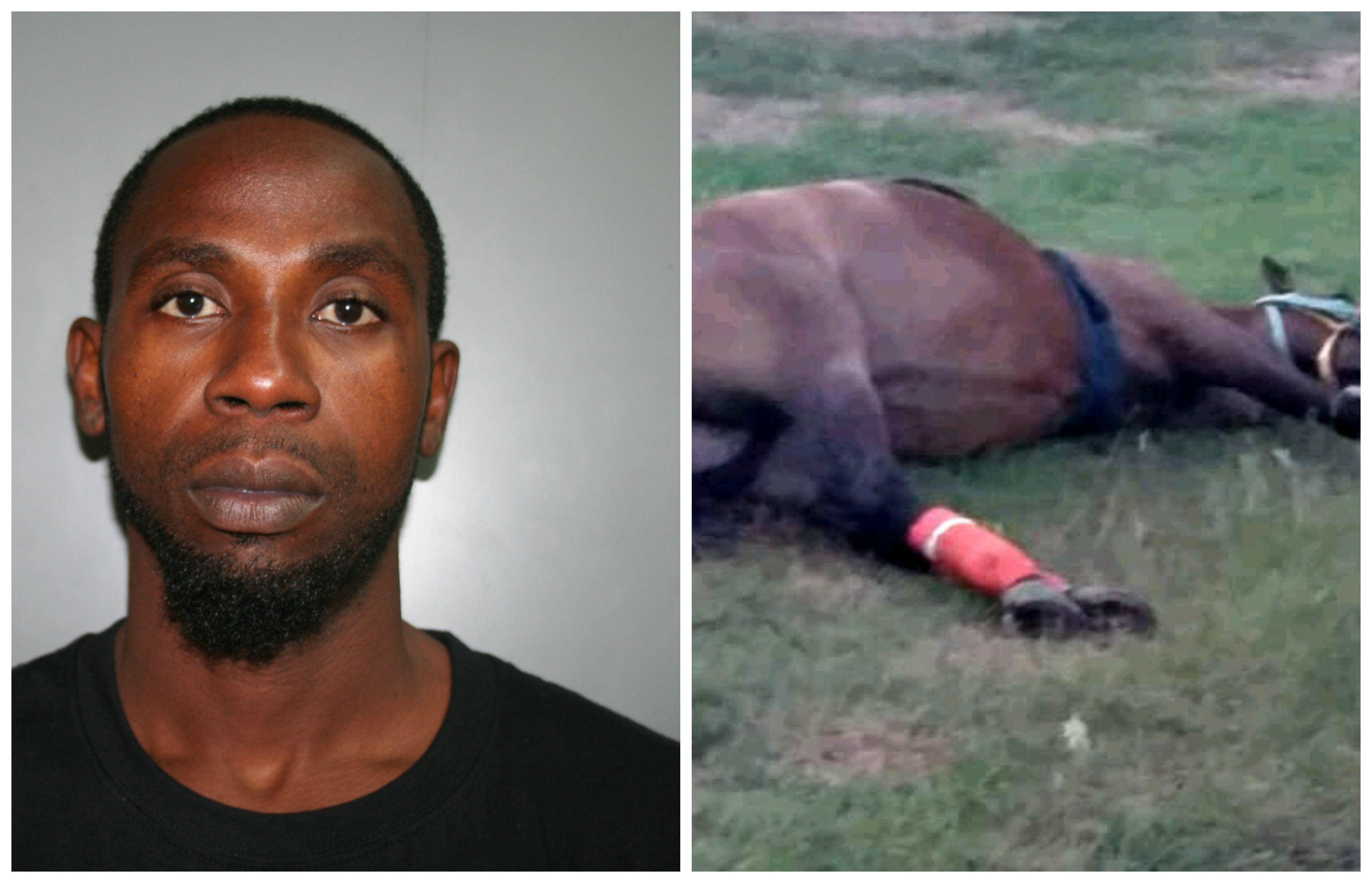 Man Wounded, Horse Dies After Sustaining Gunshot Wounds In Targeted Shooting