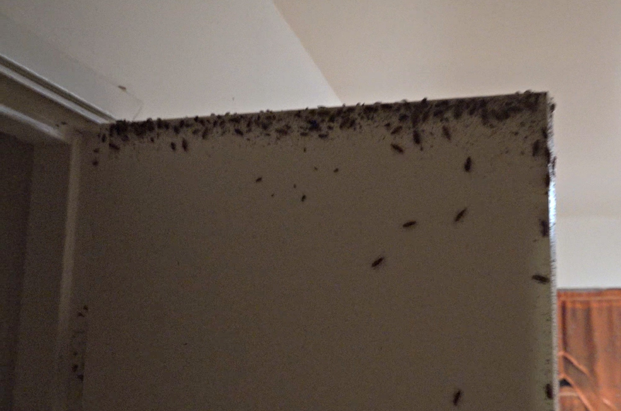 Watch: Mother And Children Forced To Live In Roach-Infested Apartment