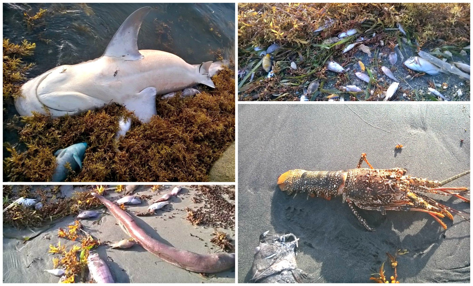 Scores Of Dead Fish Wash Ashore At Some BVI Beaches