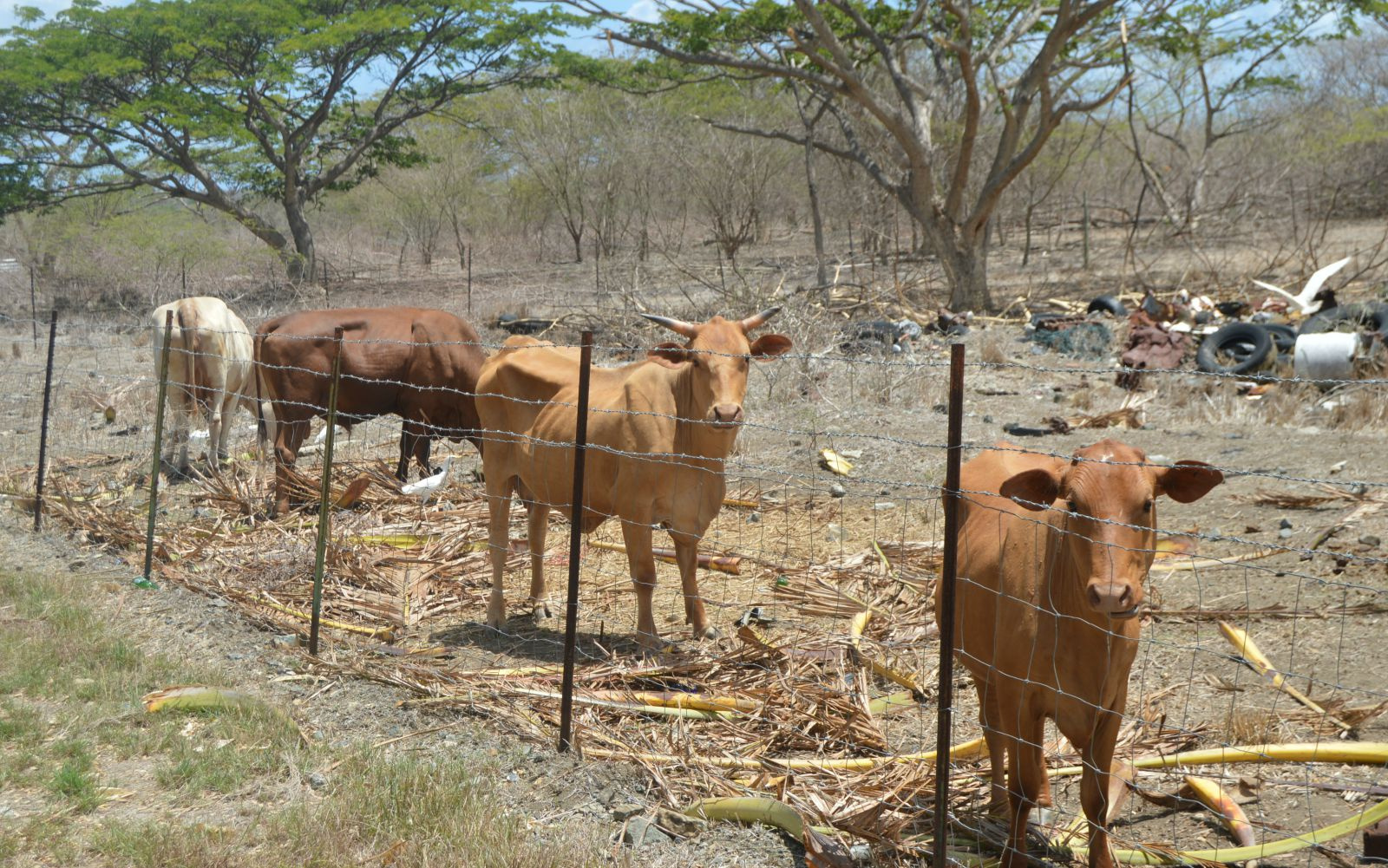 Drought Wiping Out Livestock Of Some Local Farmers; Mapp Considers Emergency Declaration