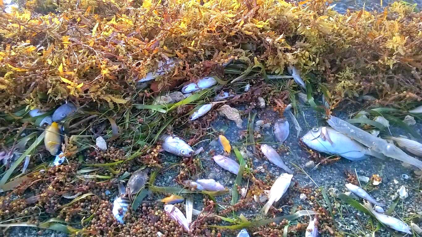 BVI Fisheries Minister Denounces Claims Of Widespread Fish Killing Because Of Sargassum Seaweed