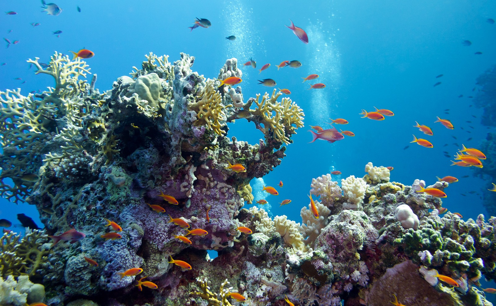 BVI To Develop Coral Reef Restoration Nurseries