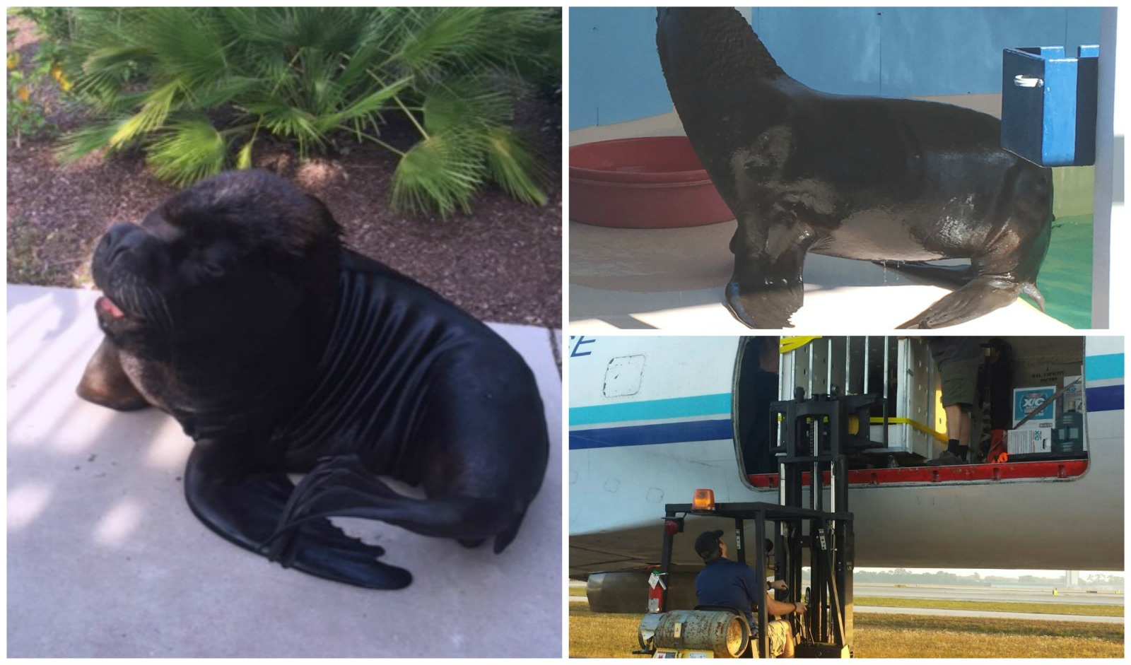 Sea Lions Are Latest Attraction At Coral World