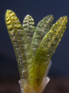 Halophila stipulacea sea grass.