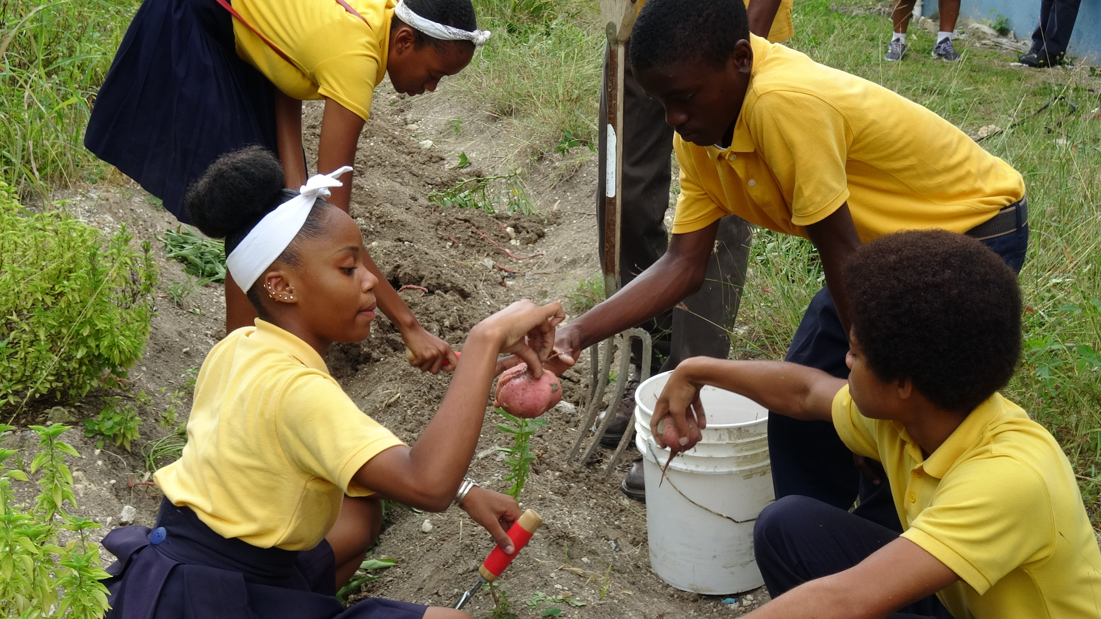 ECJHS agriculture students reap sweet potato harvest. (Ernice Gilbert, VIC)