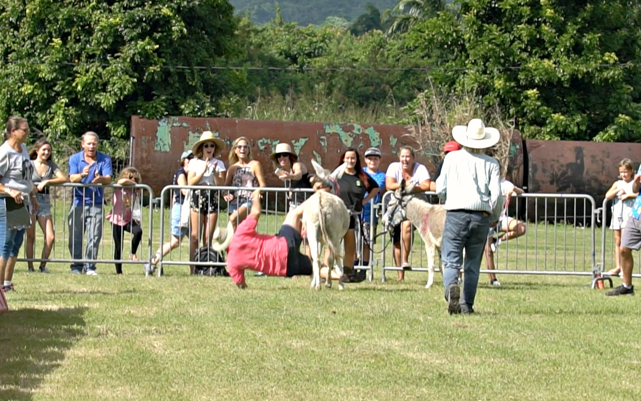 They're Falling All Over The Place: Watch Scenes From The 2018 St. Croix Donkey Races