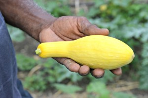 Dale Browne holds a freshly-picked yellow zucchini