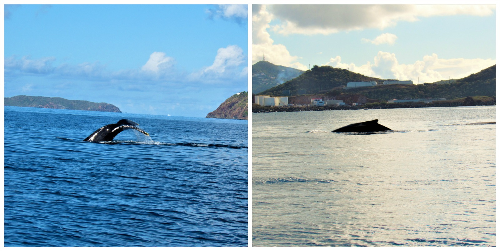 Humpback Whales Sighted in Brewers Bay Near UVI