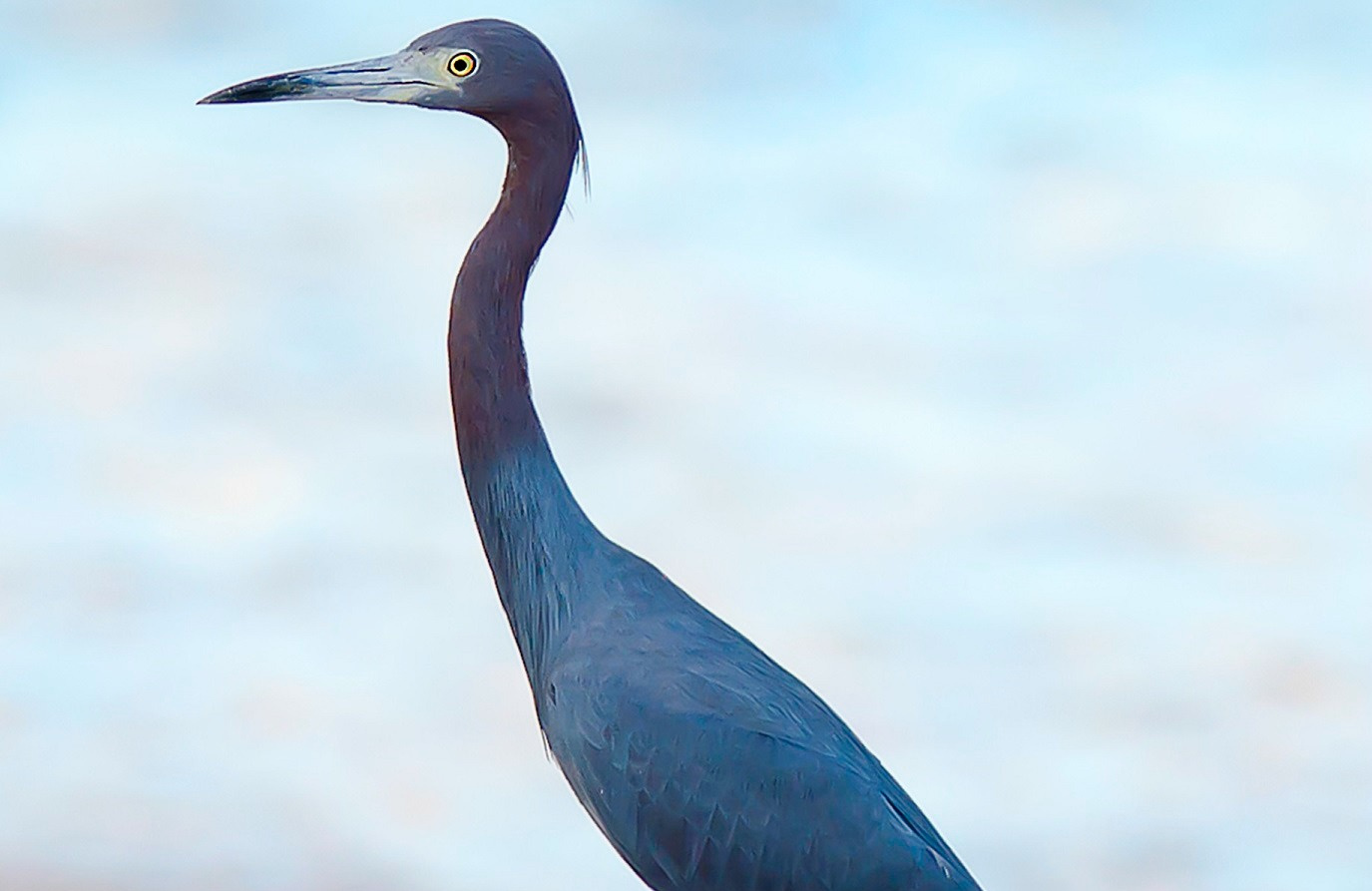 Annual Christmas Bird Count On St. Croix Happens Dec. 18
