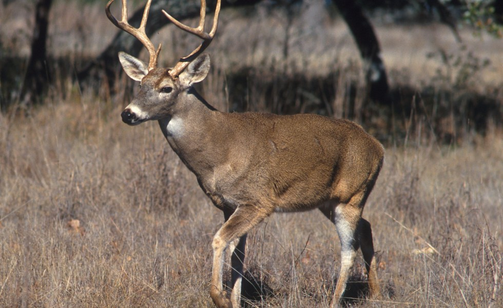 U.S. Virgin Islands Receives $2 Million For Sportsmen & Conservation