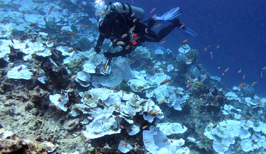 Coral Reefs In Virgin Islands Facing Warming Waters, Increased Bleaching, N.O.A.A. Says