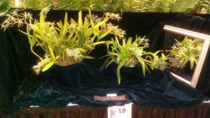 orchidshowmirror