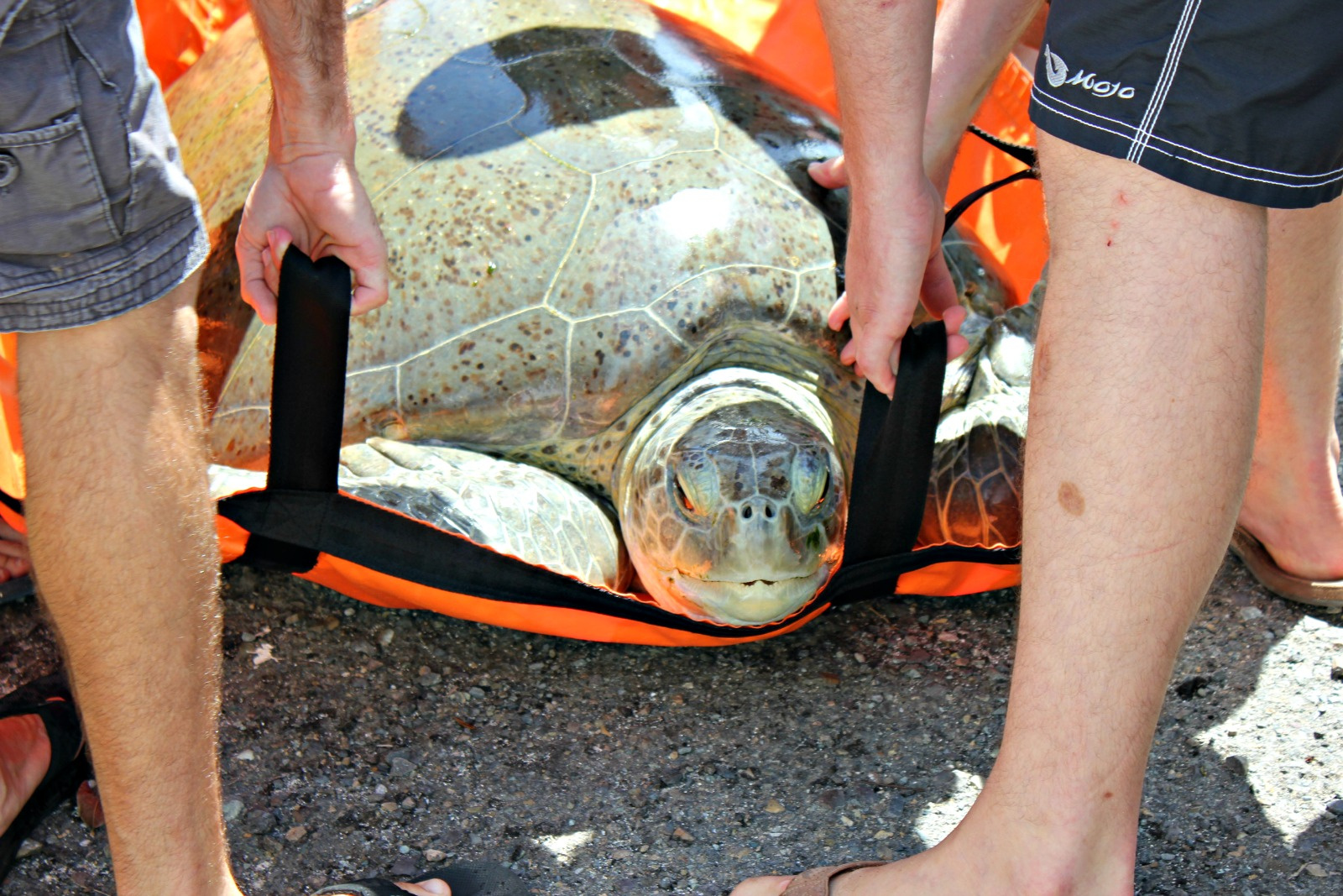 Green Sea Turtle Weighing More Than 300 Pounds Rescued And Rehabilitated