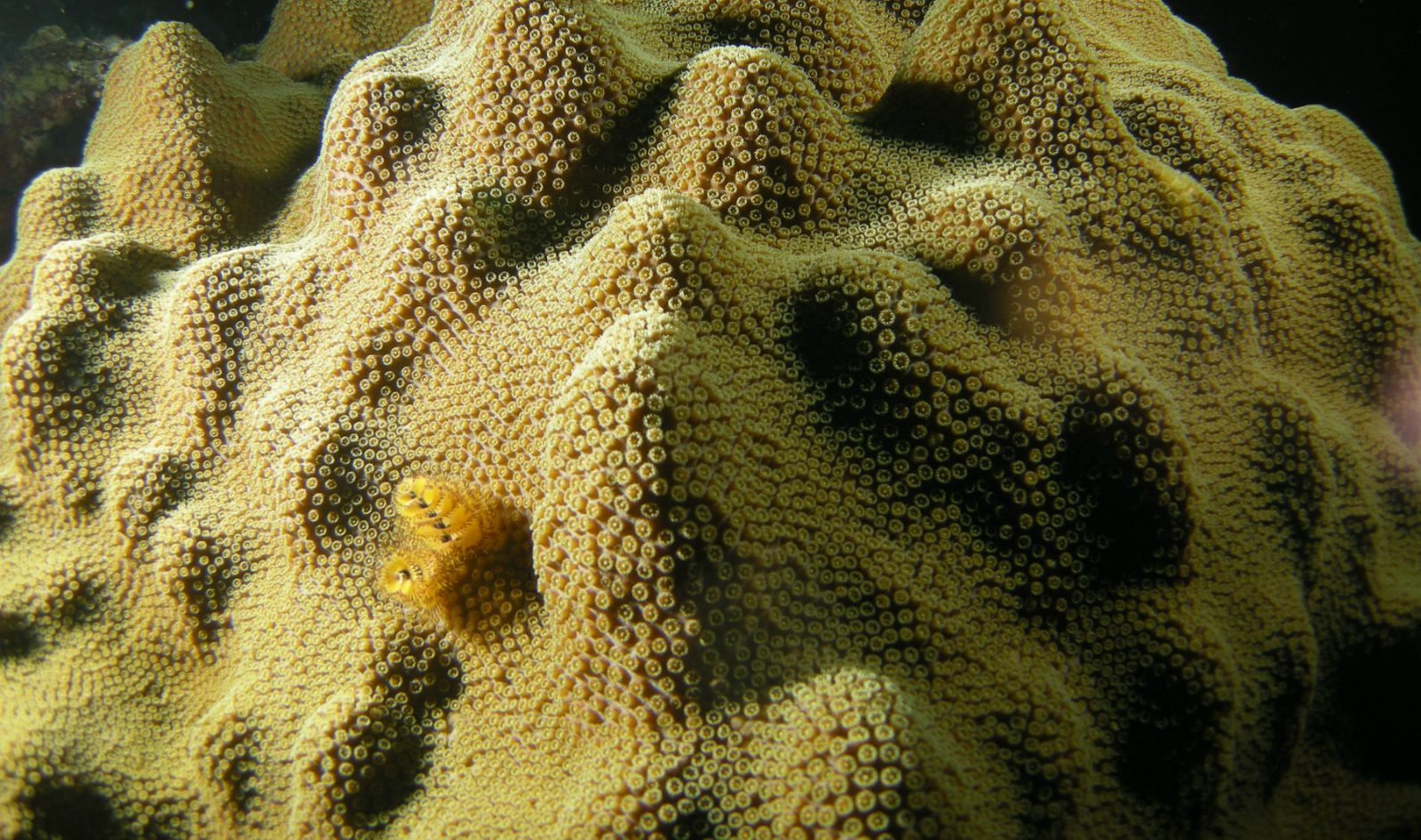 UVI And University Of Miami Coral Reef Discovery Offers 'Glimmer Of Hope' For Territory, Caribbean