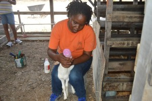 Sejah Farm co-founder Yvette Browne feed milk to a ewe.